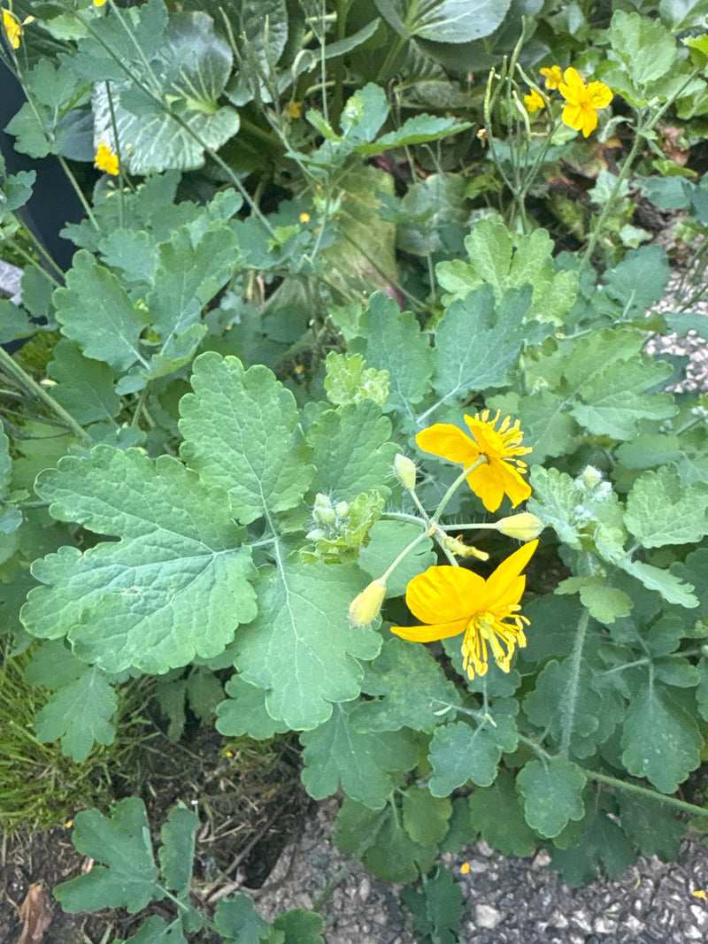 De afbeelding toont een stinkende gouwe plant met zijn typische gele bloemen en gelobde bladeren.