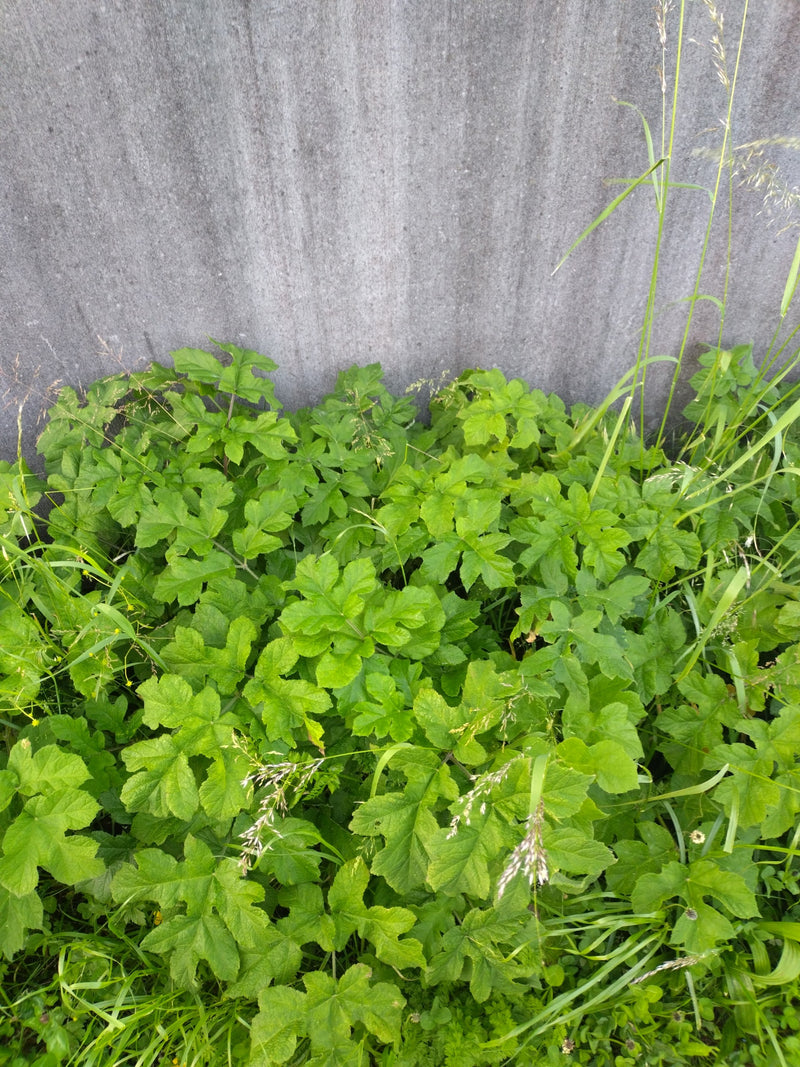 De afbeelding toont een groene stinkende gouwe plant met zijn typische gelobde bladeren. Hij groeit voor een grijze muur.