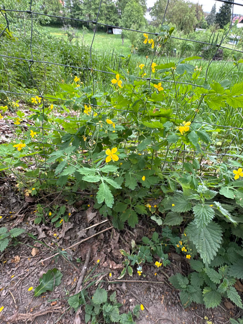 Er is een bloeiende stinkende celandineplant met gele bloemen en gelobde bladeren te zien die voor een gaashek groeit.