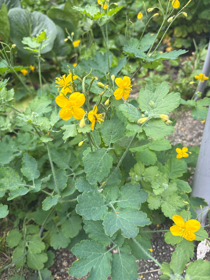 Te zien is een bloeiende stinkende gouwe-plant met heldergele bloemen en typisch gelobde bladeren. Deze groeit buiten op schaduwrijke tuingrond.