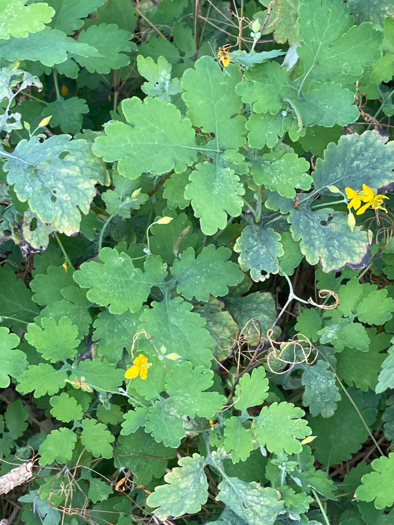 Er is een verzameling stinkende gouwe te zien met gelobde groene bladeren en kleine gele bloemen. De foto toont de plant van bovenaf in zijn natuurlijke omge...