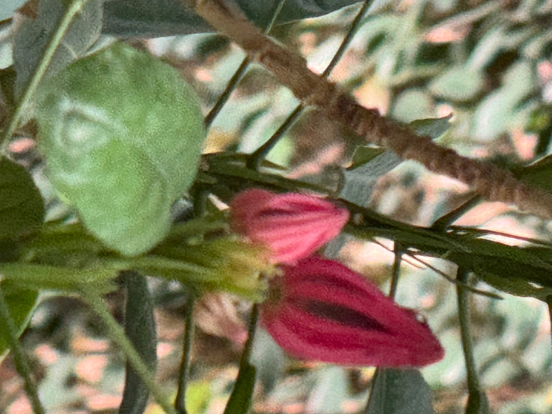 Te zien zijn roodachtige bloemknoppen en een groen blad van een Abutilon aan een tak.