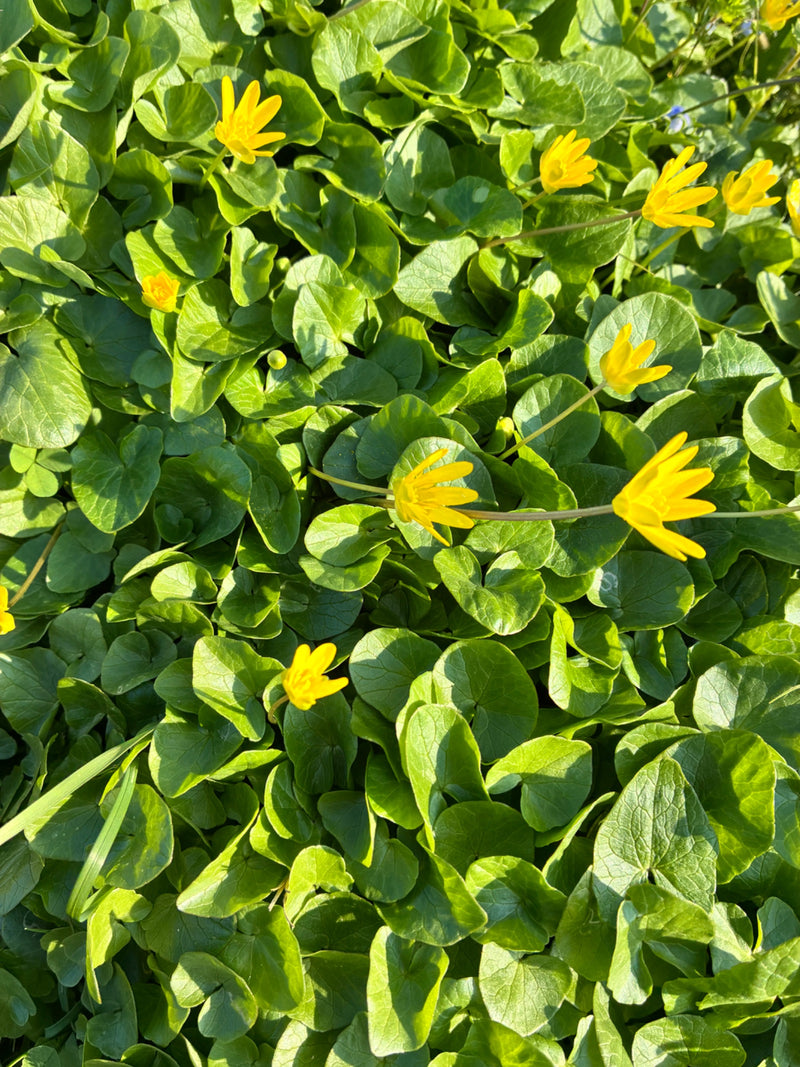 Kleinere kool — Bild 1