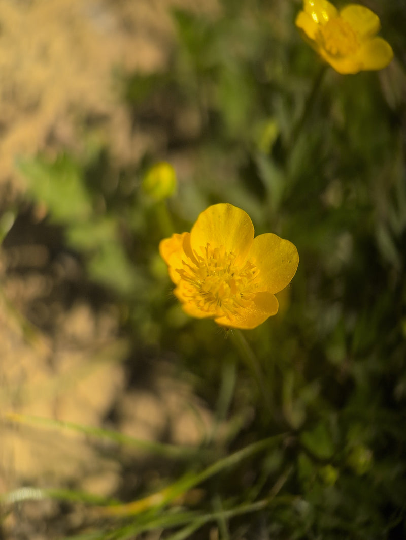 Pittige boterbloem — Bild 3