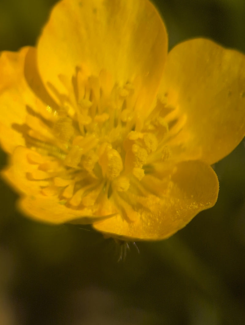 Pittige boterbloem — Bild 2