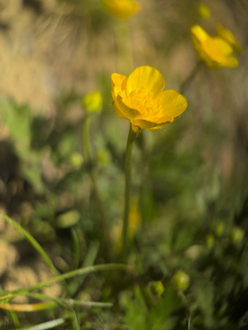Pittige boterbloem — Bild 1