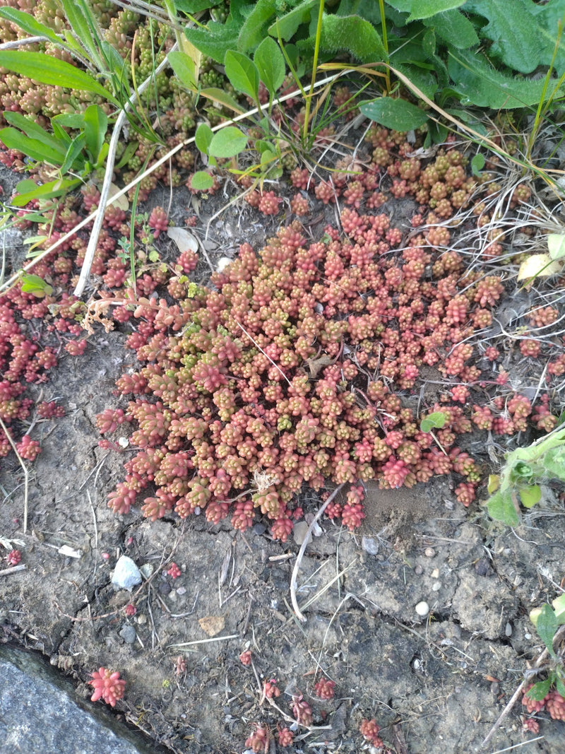 Muurpeper — Bild 1