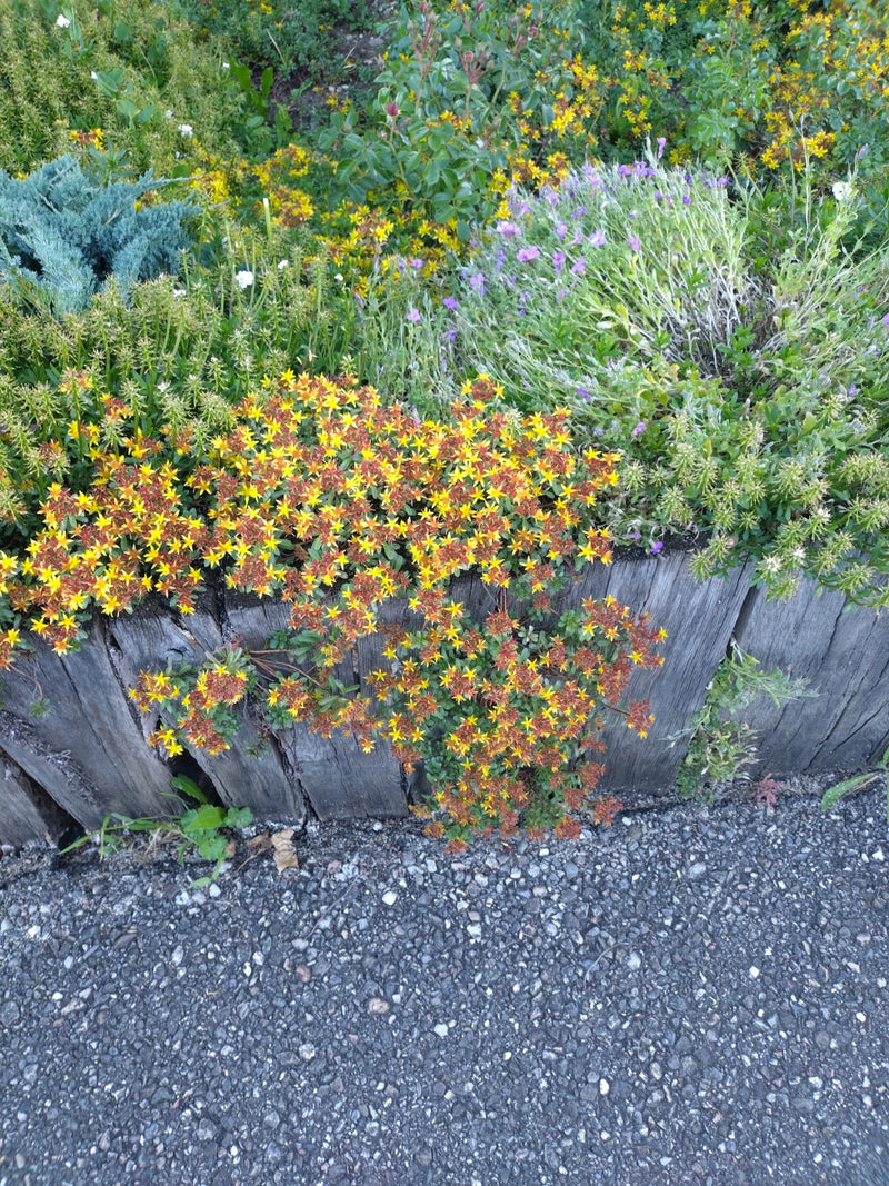 Te zien is een bloeiende muurpeper met gele bloemen, groeiend langs een houten bedrand. De plant toont zijn typische groei in een tuinomgeving.