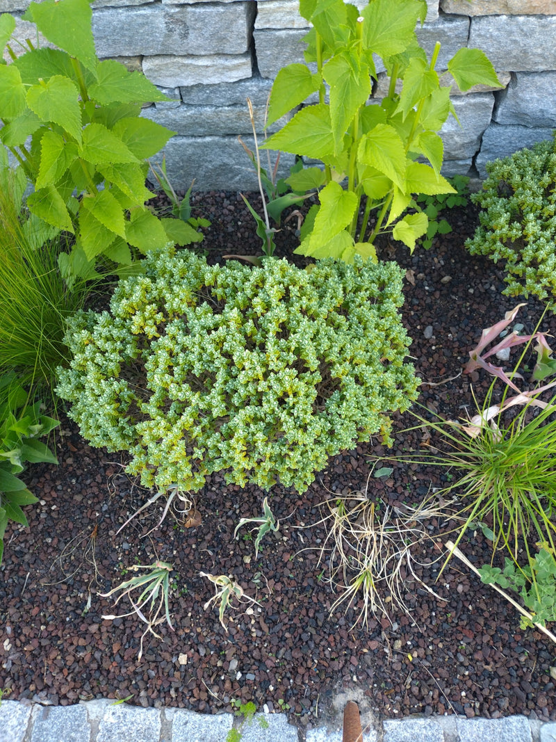 Te zien is een compacte muurpeper die groeit in een bed met donkere kiezelstenen voor een natuurstenen muur. De plant toont zijn typische kleine, vlezig blad...