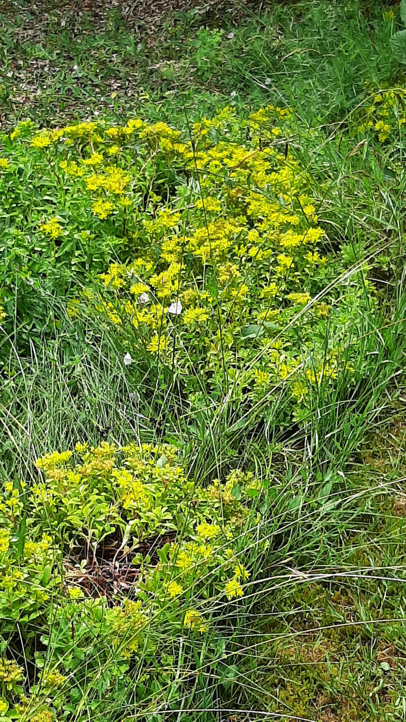 De afbeelding toont een bloeiende muurpeper met typische gele bloemen die in een weiland groeit. De foto toont de plant van bovenaf in zijn natuurlijke omgev...