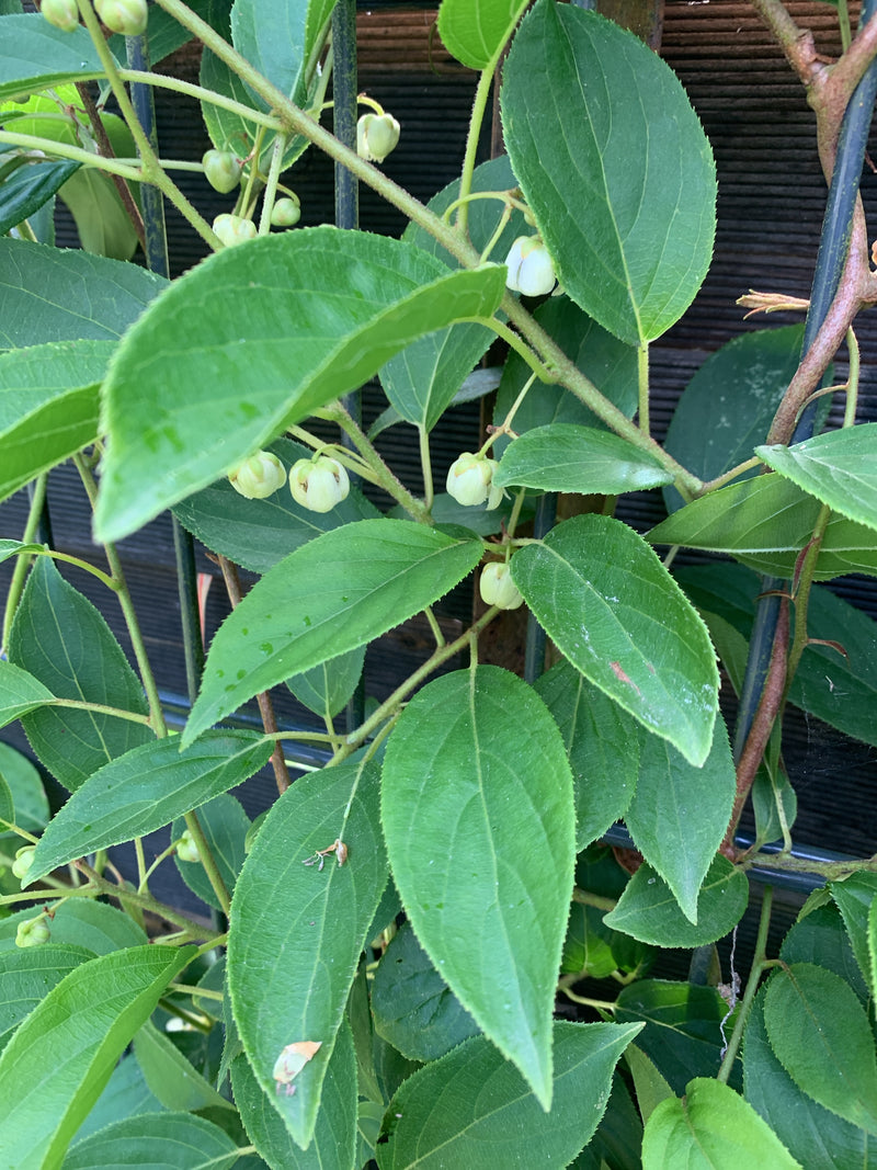 Scherpgetande roggenstylus (mini-kiwi) — foto 4 van 5