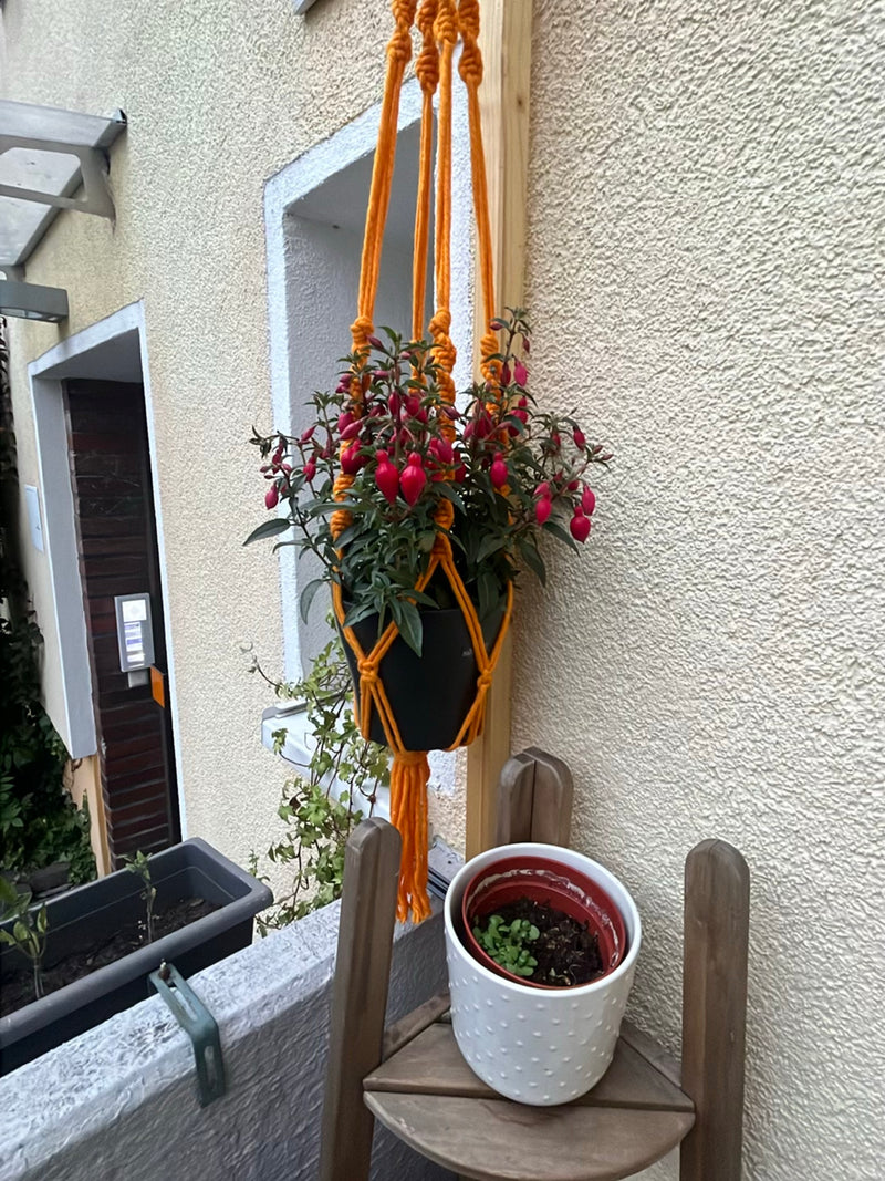 Fuchsia's — Bild 2