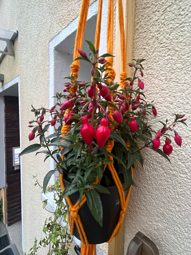 Fuchsia's — Bild 1