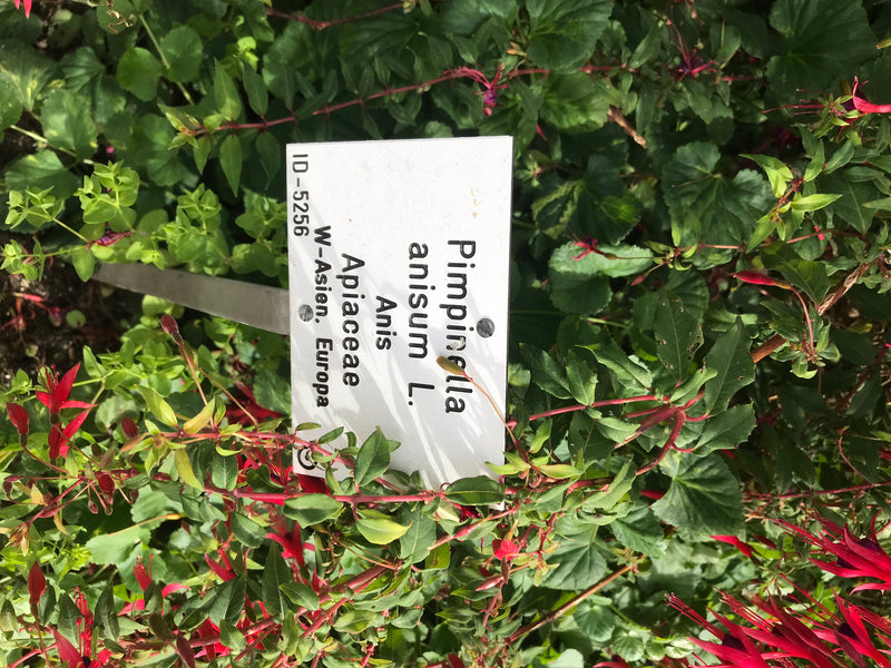 Een gezonde fuchsiasplant met karakteristieke rode bloemen en groen blad is zichtbaar in een tuinbed. Op de voorgrond staat een wit plantenbordje.