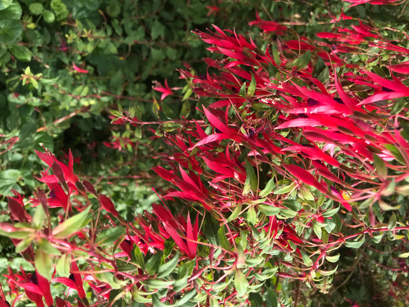 De afbeelding toont talrijke rode bloemen en groene bladeren van fuchsia's in een tuin. De plant bloeit overvloedig.