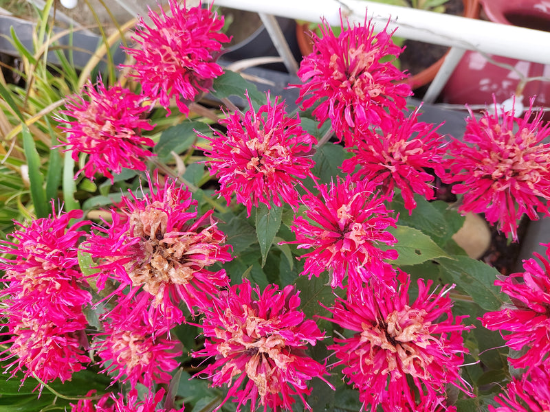 Te zien zijn maierdere helderrode bloemen van de bergamotplant in een close-up van bovenaf. De bloemhoofdjes staan dicht bij elkaar voor groen loof.
