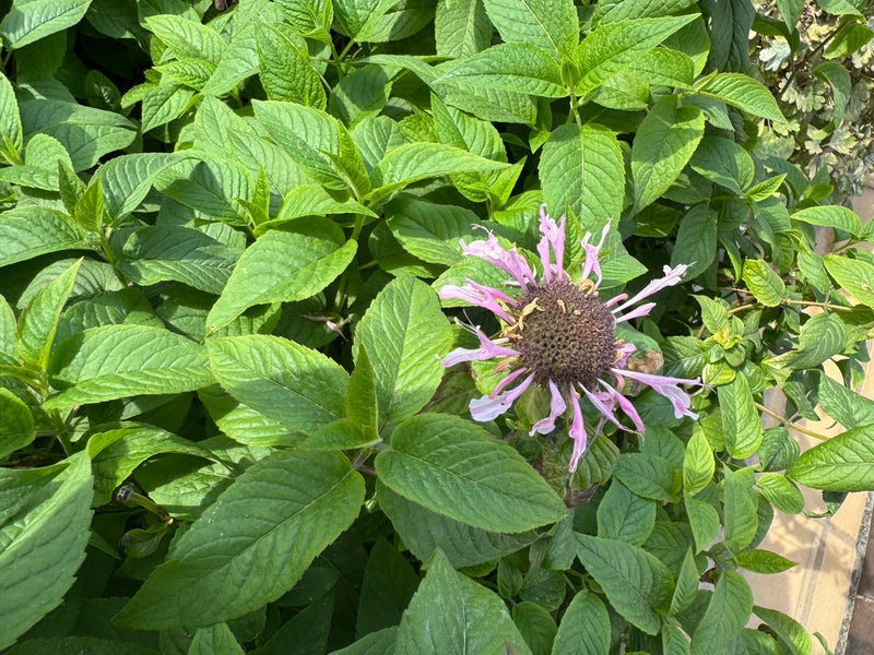 Een lichtpaarse bloem van een bergamotplant omringd door dichte groene bladeren.