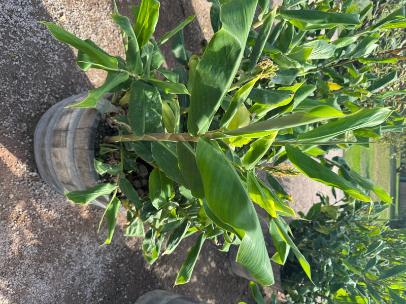 Een krachtig groeiende scharlaken gemberlelie met brede, lancetvormige bladeren, geplant in een houten vat.