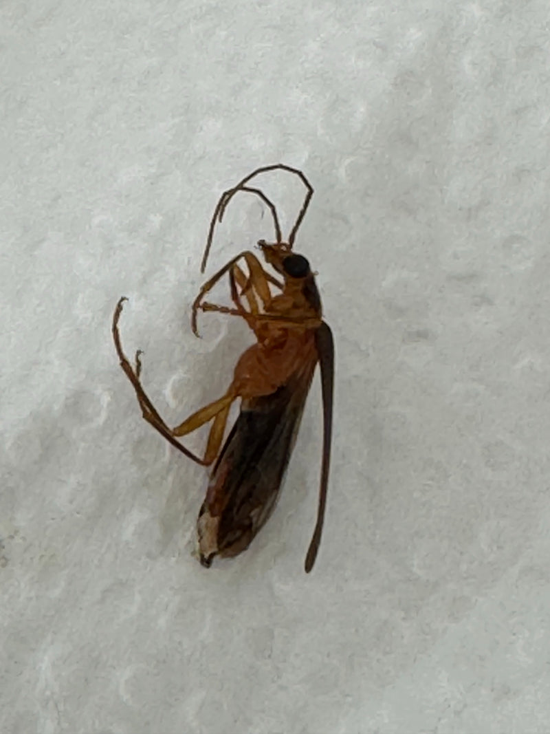 Onechte boktor — Bild 1