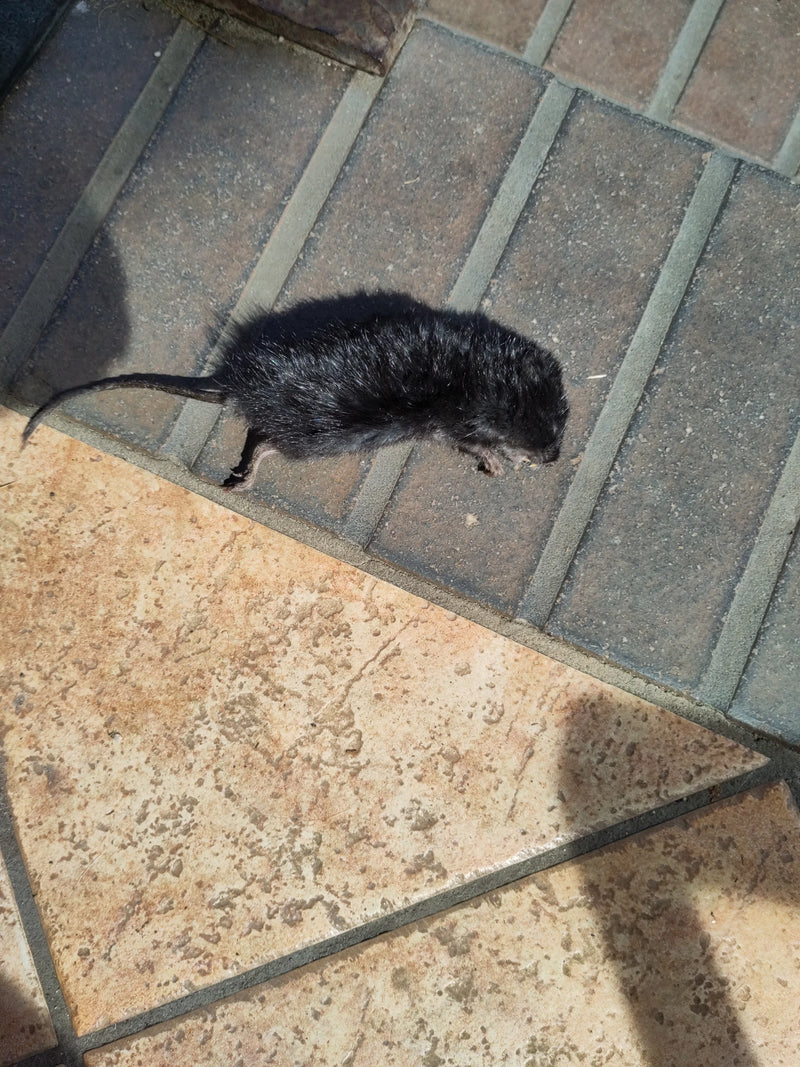 watermuis — Bild 1
