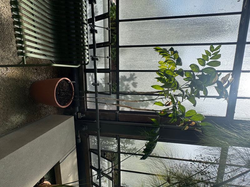 Schiedes Bergpalme — foto 1 van 1