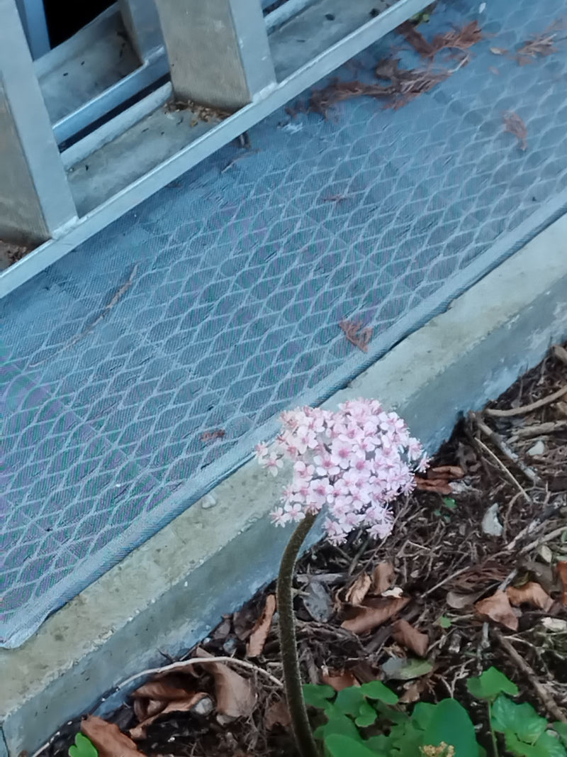 schild blad — Bild 1