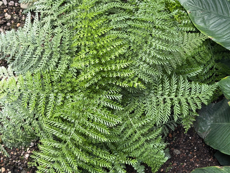Schildfarn — foto 1 van 1