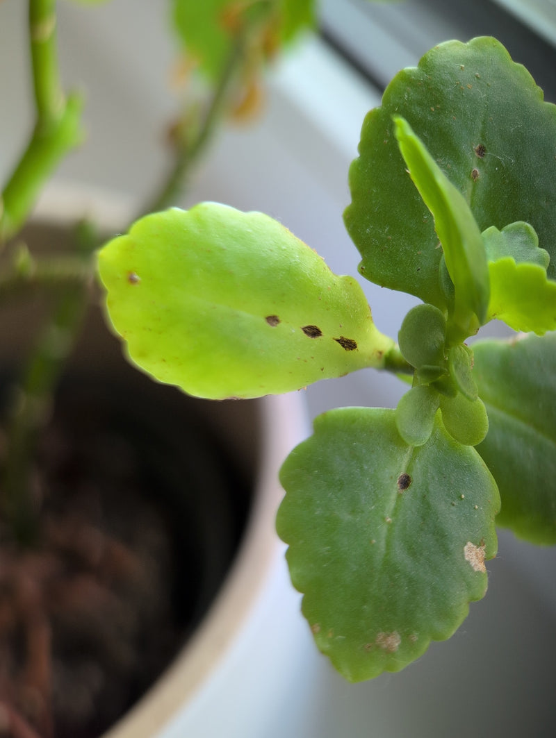 Verschillende dopluizen zijn zichtbaar als kleine donkere vlekken op de groene bladeren van een kamerplant. Ze zitten roerloos op het bladoppervlak.
