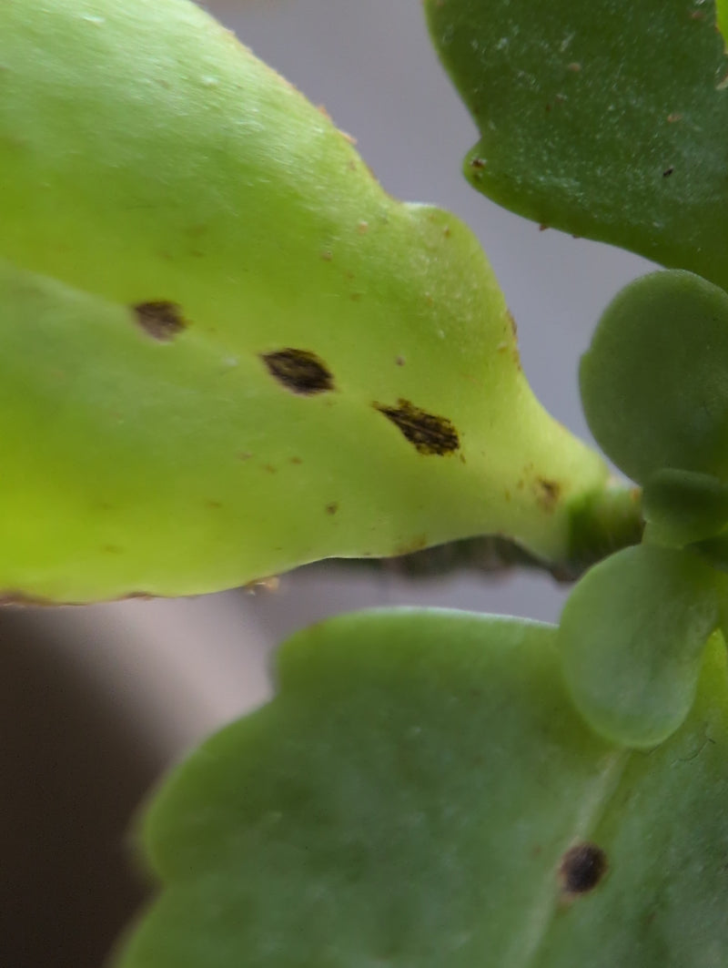 Kleine, donkere dopluizen zijn zichtbaar als vlekken op de lichtgroene bladeren van een plant. De afbeelding toont een close-up.