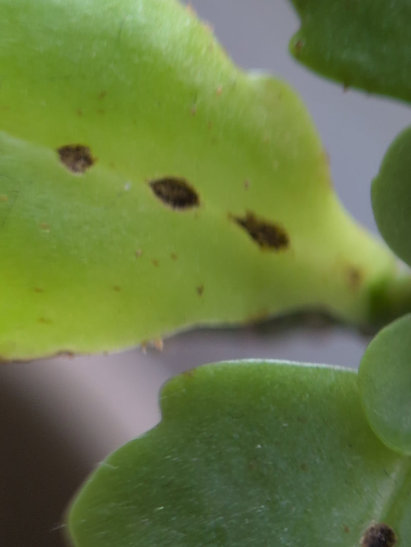 Schaal insecten — Bild 5