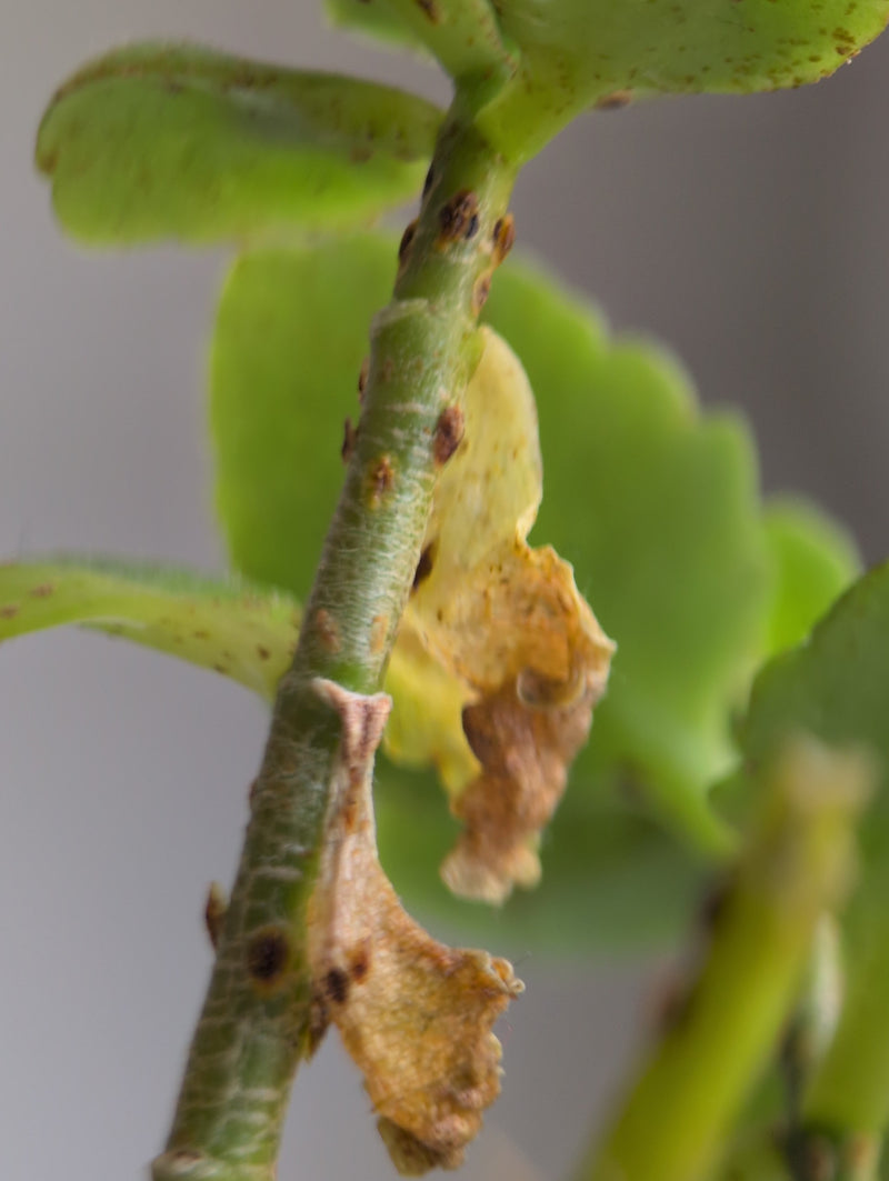 Schaal insecten — Bild 4