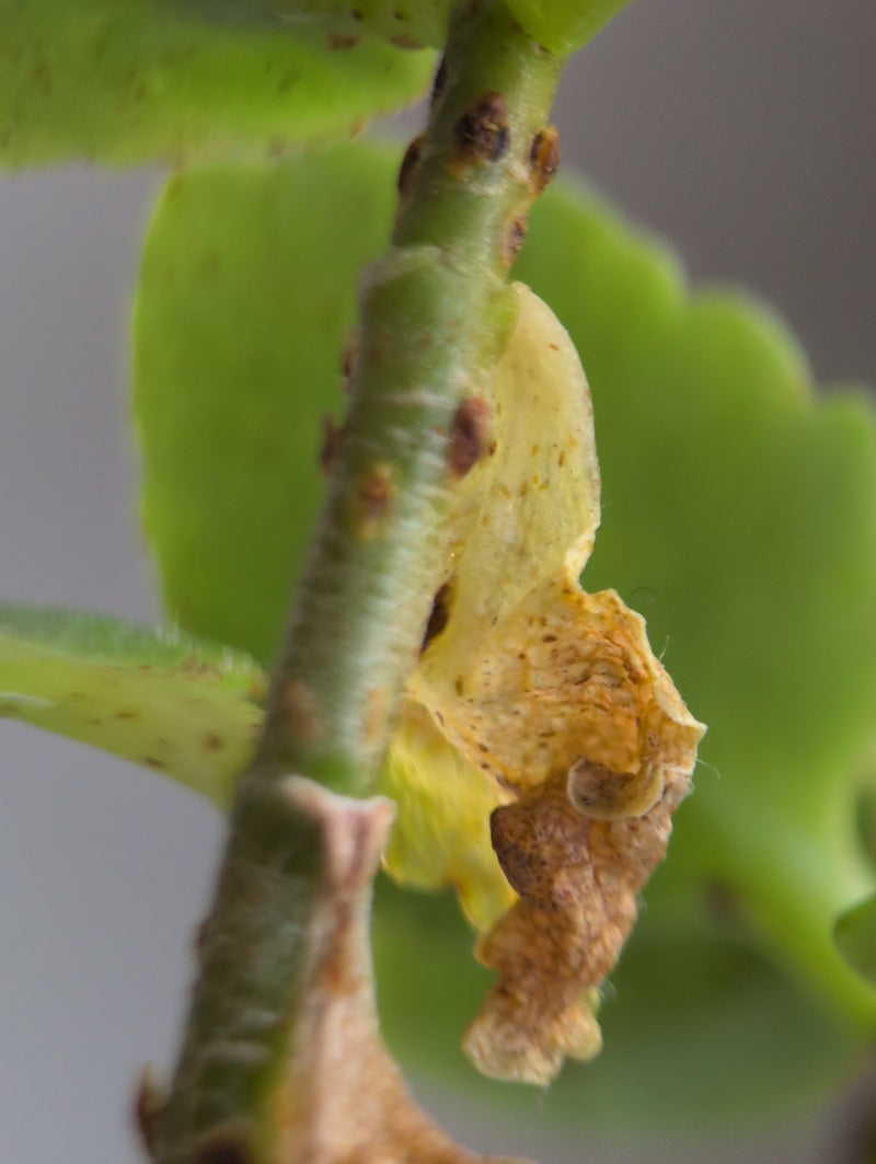Schaal insecten — Bild 3