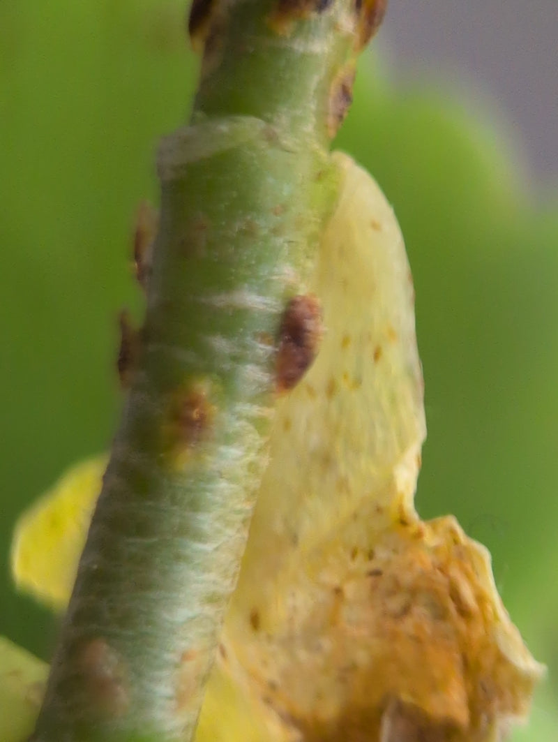 Schaal insecten — Bild 2