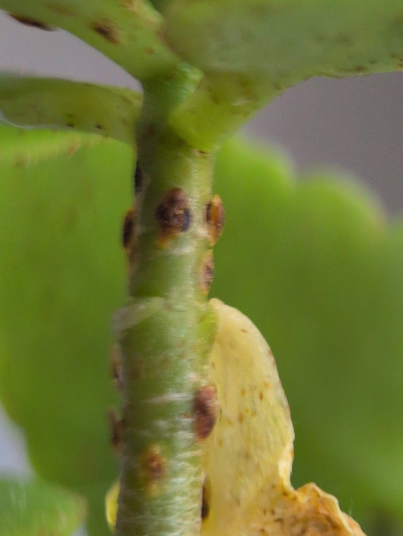 Schaal insecten — Bild 1