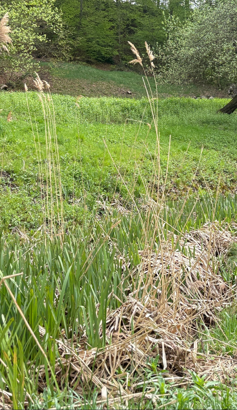 Schilfrohr — Bild 1