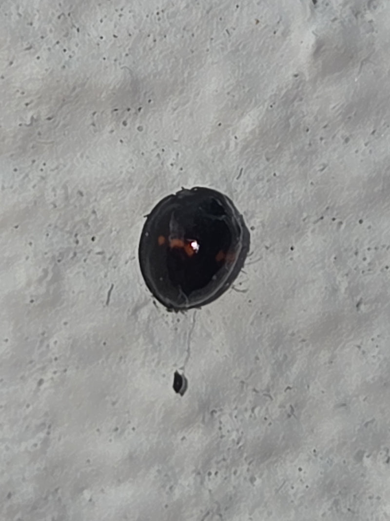 Paddestoel — Bild 2
