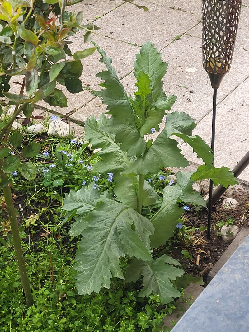 Schlafmohn — Bild 1