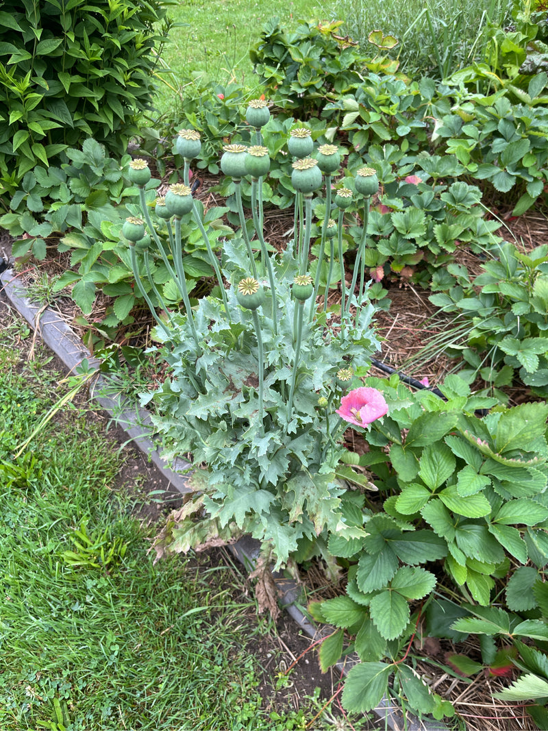 Opium-maanzaad — foto 1 van 7