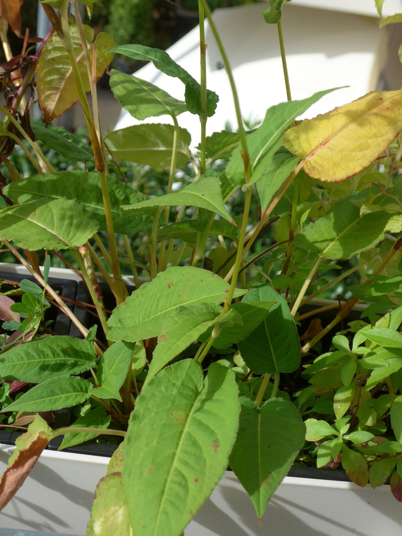 De afbeelding toont de groene bladeren en stengels van een adderwortel in een plantenbak.