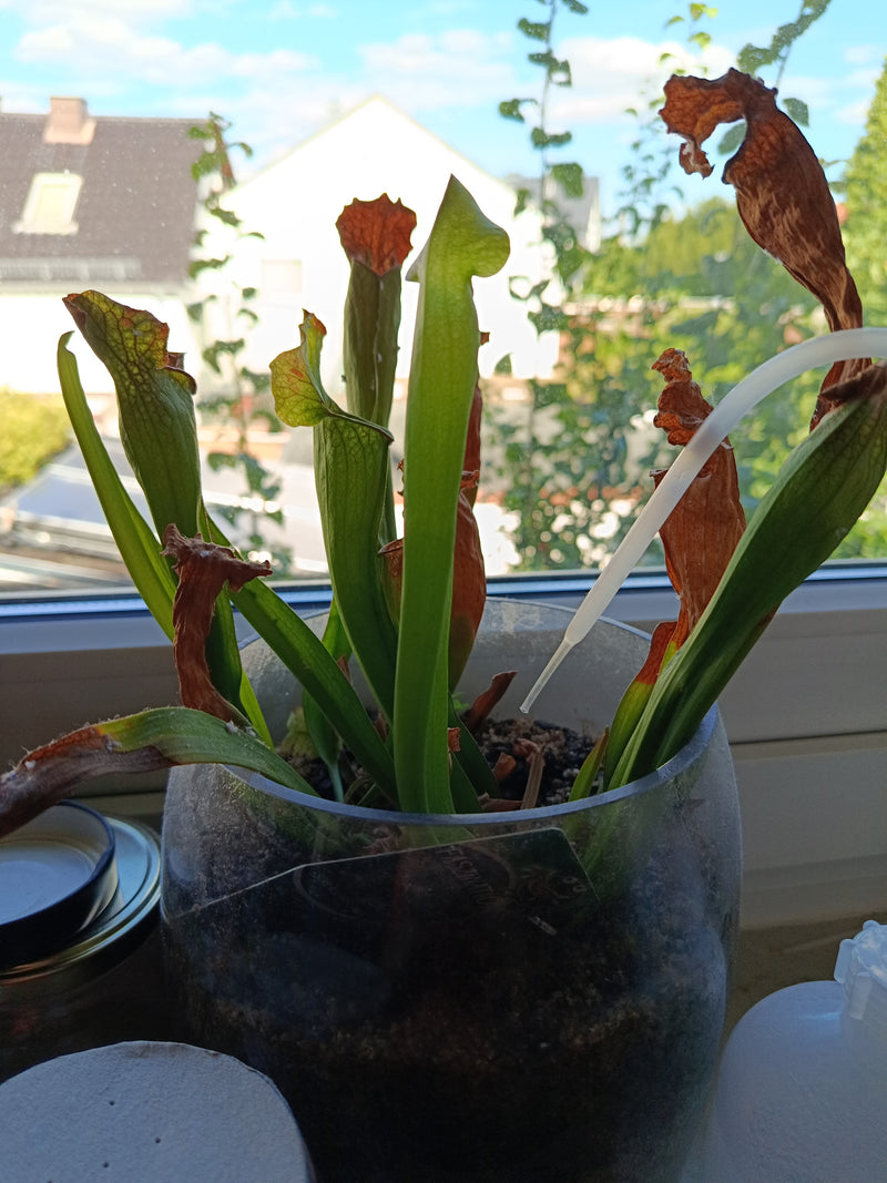 bekerplant — Bild 1