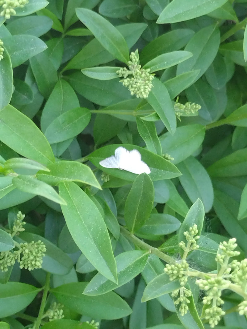 Sleedoorn witte vlinder — Bild 1