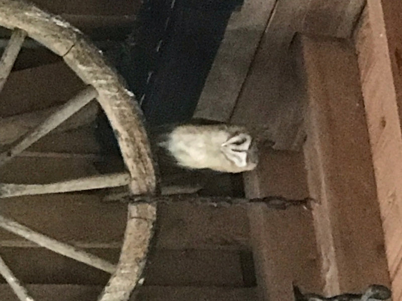 Schleiereule — foto 1 van 1