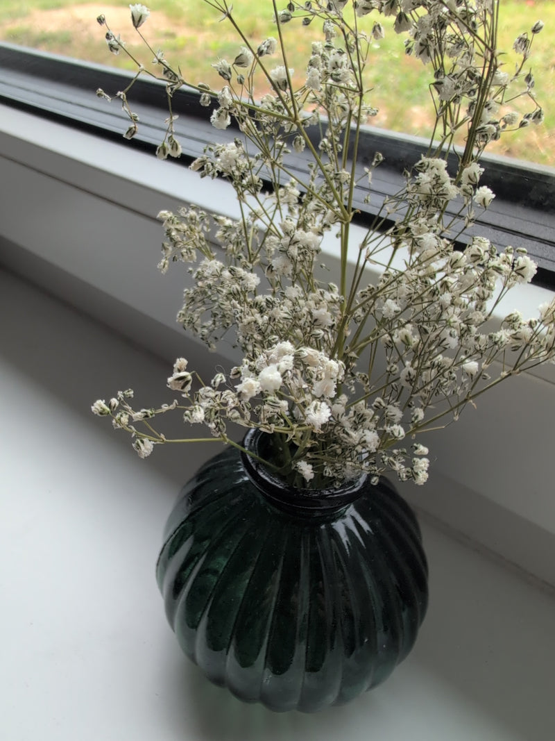 Gypsophila — Bild 1