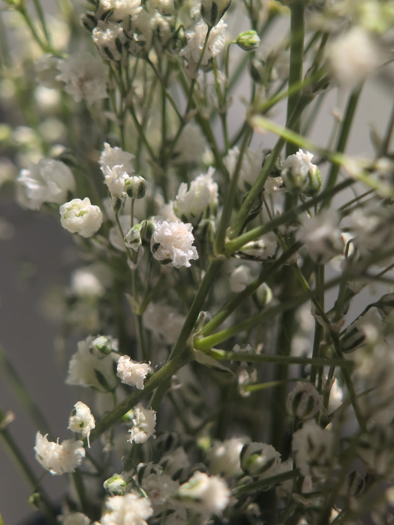Gypsophila — Bild 5