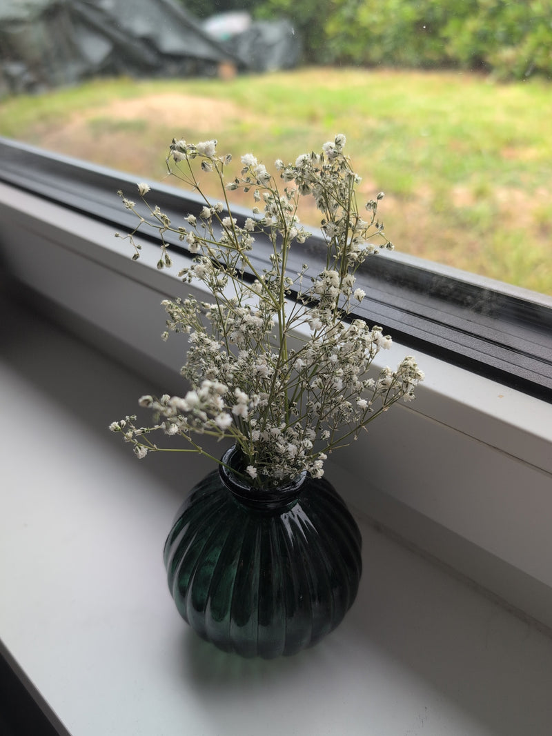 Gypsophila — Bild 4