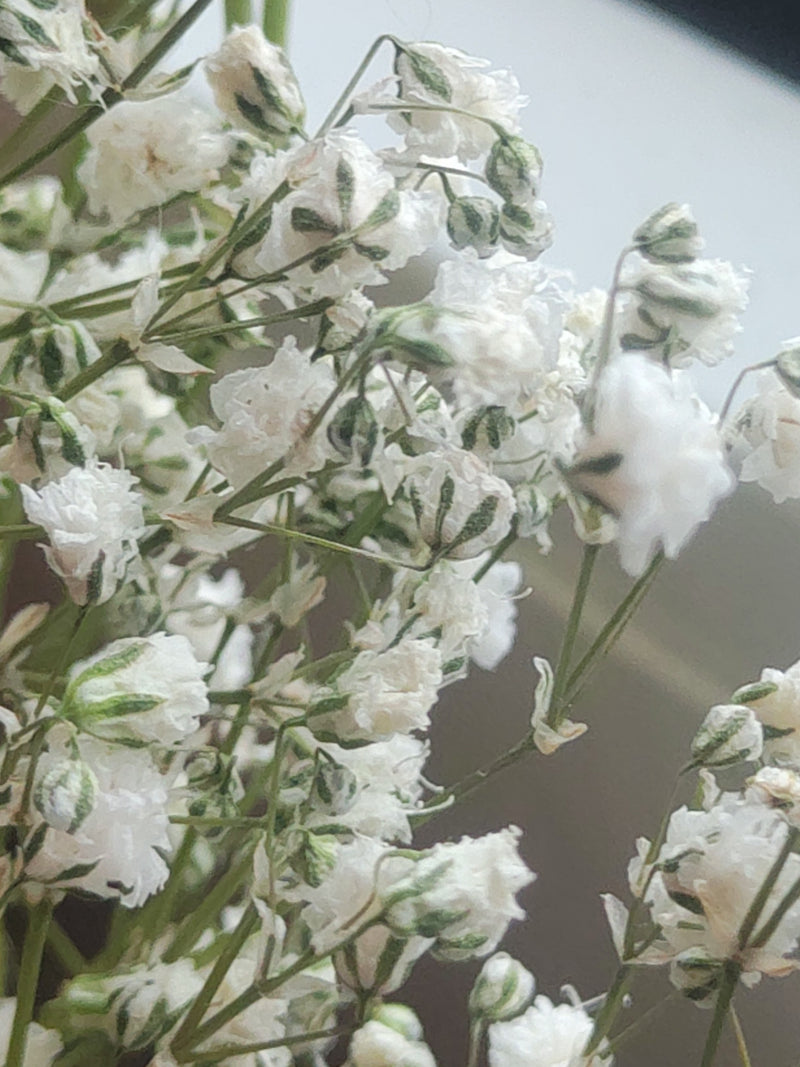 Gypsophila — Bild 3