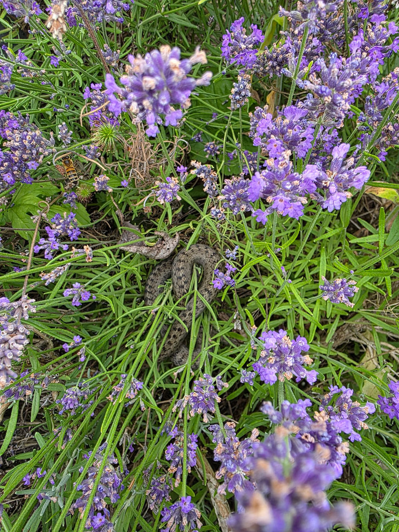 gladde slang — foto 1 van 3