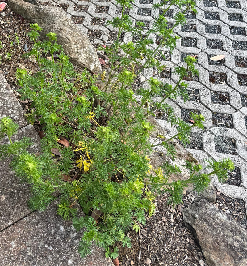 Spleetbladige ooievaarsbek — Bild 1