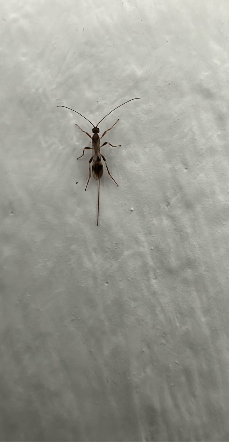 Parasitaire wesp — Bild 1