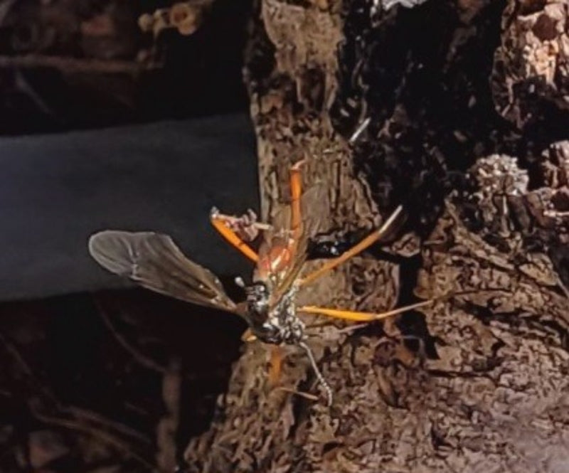 Parasitaire wespen — Bild 3